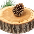 Himalayan Cedar